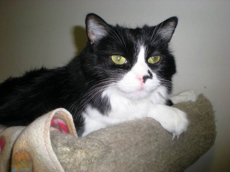 Pet of the Week: Amica